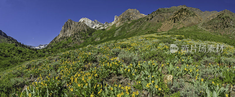 Wyethia mollis是紫菀科中的一种花，俗称毛骡耳。内华达山脉东侧，因约国家森林，麦吉溪峡谷，Mono县，加利福尼亚州。